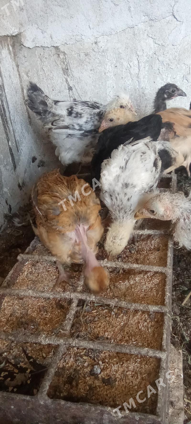 bıyık parada jujeler - Çärjew - img 2