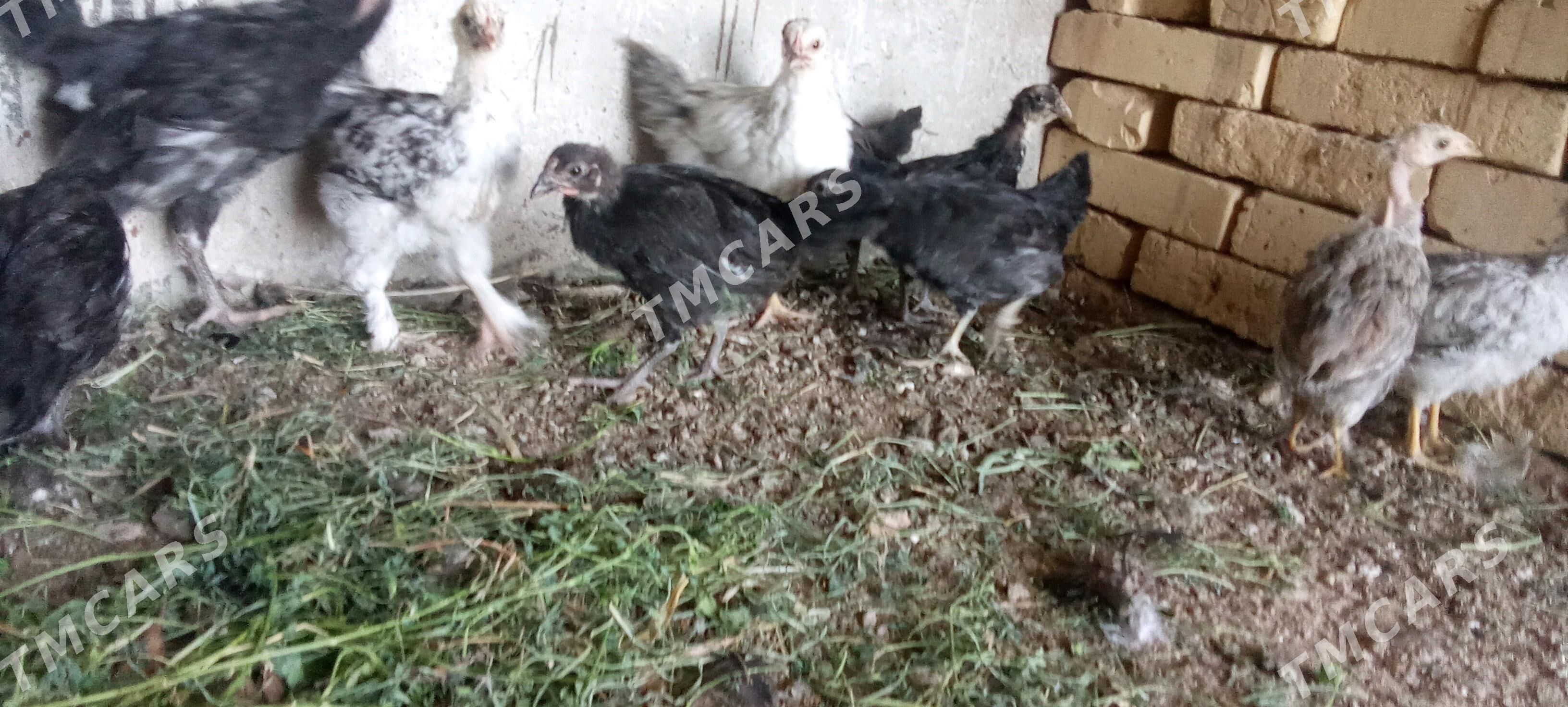 bıyık parada jujeler - Çärjew - img 10