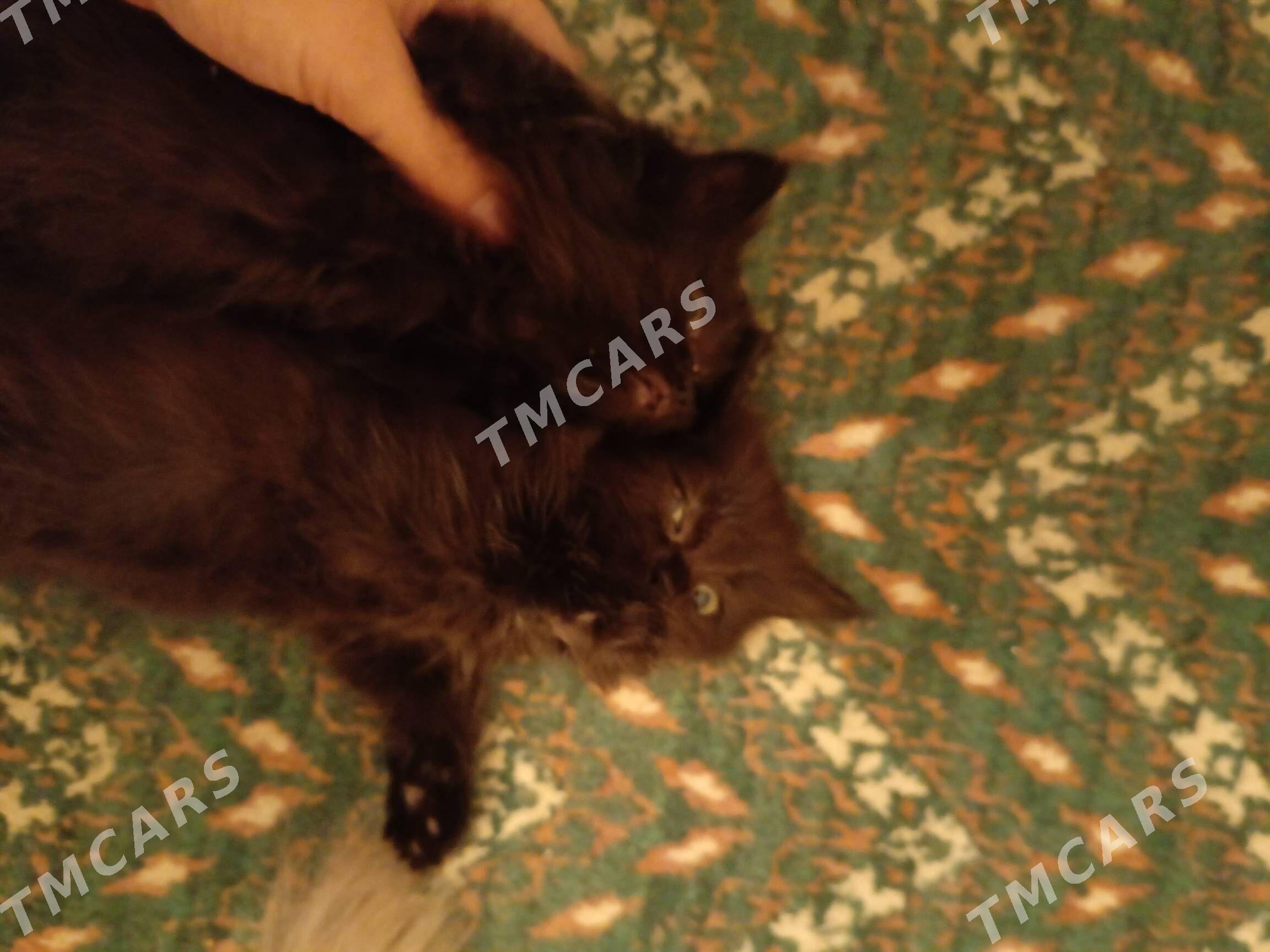 кошки - Туркменабат - img 3