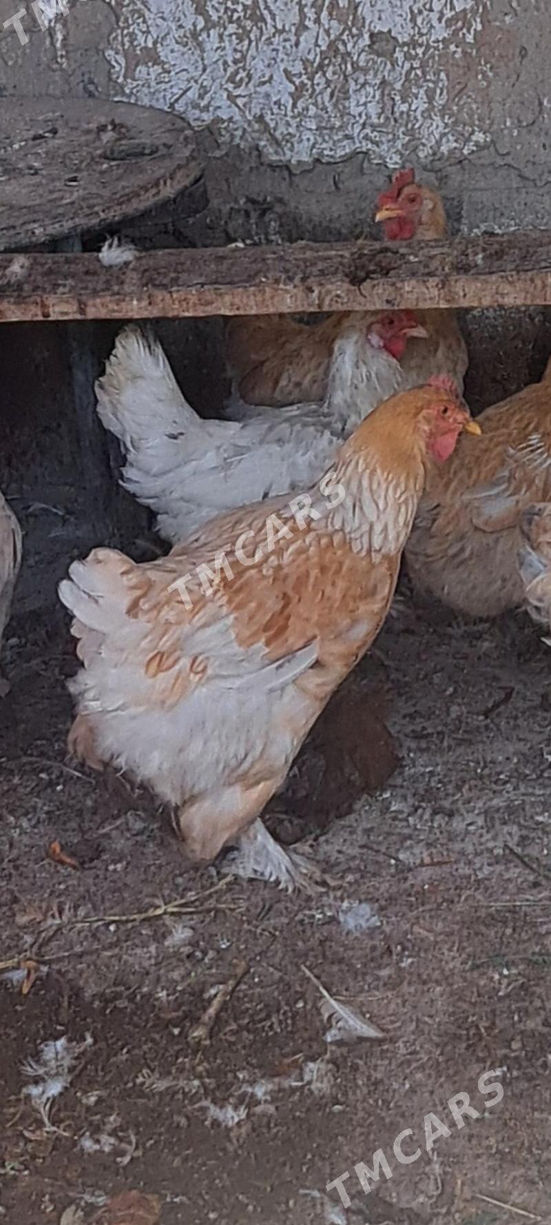 towuklar - Gökdepe - img 2