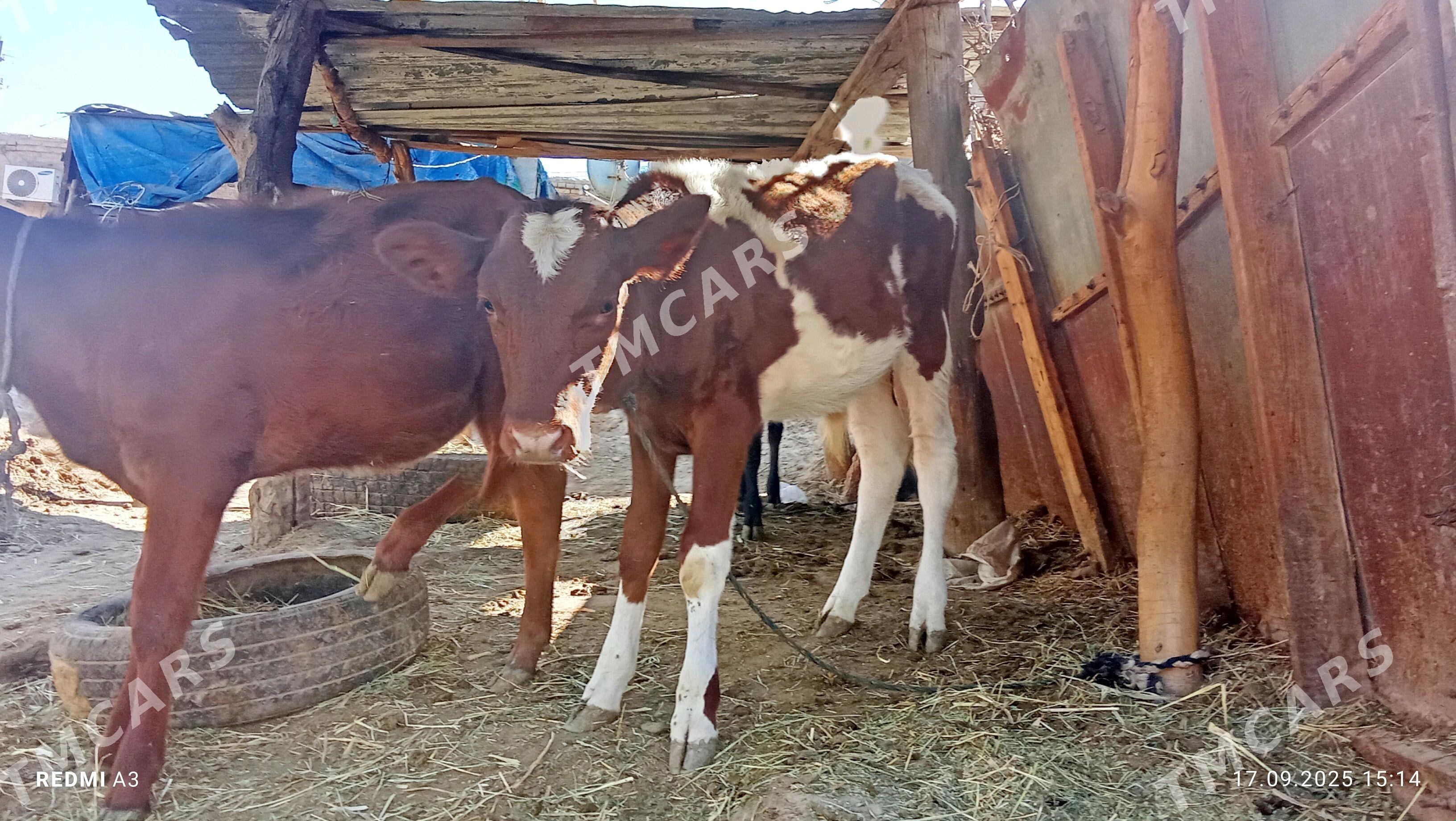 öküzçe unajynlar - Чарджоу - img 2