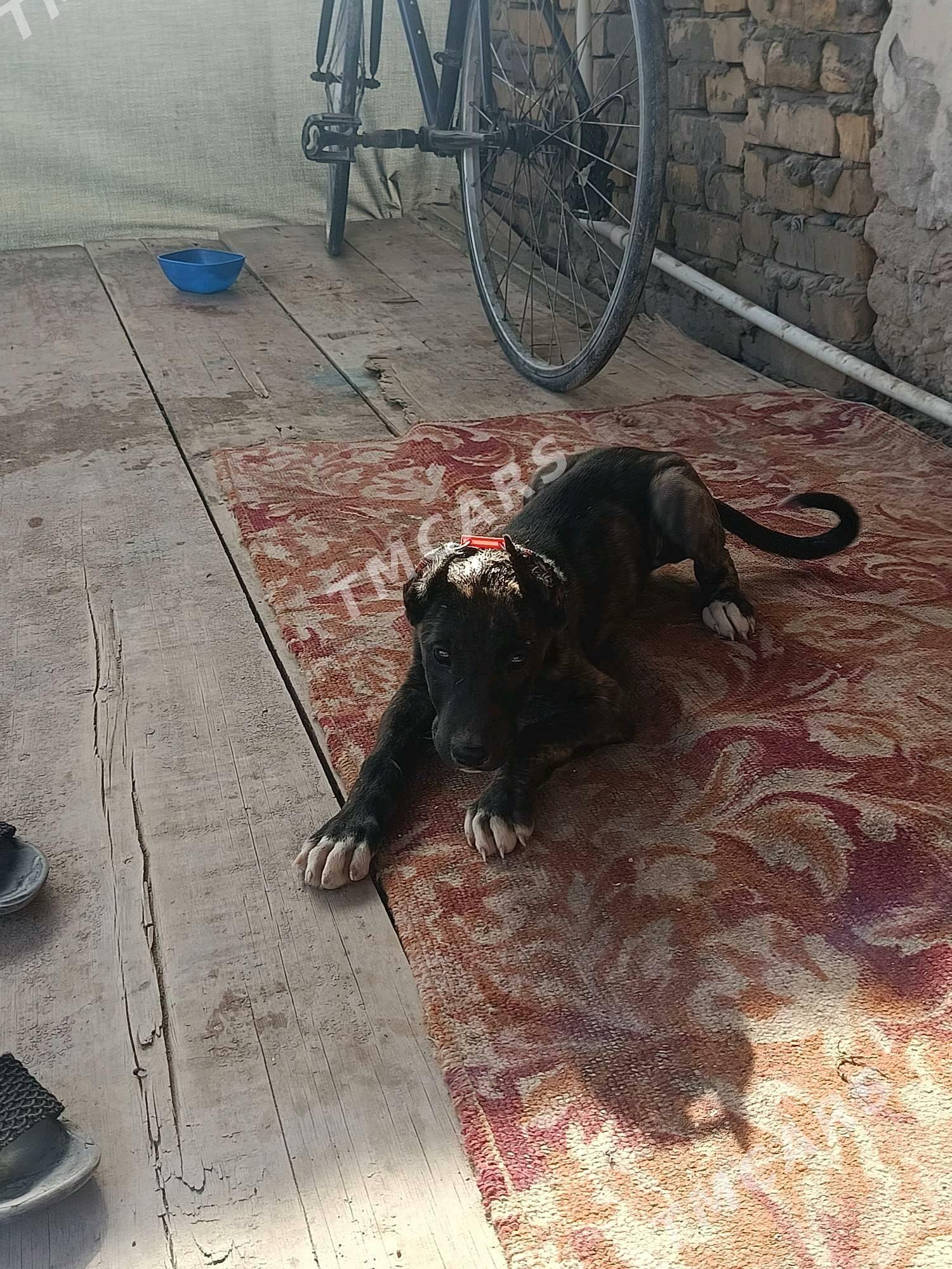pitbul - Дашогуз - img 5