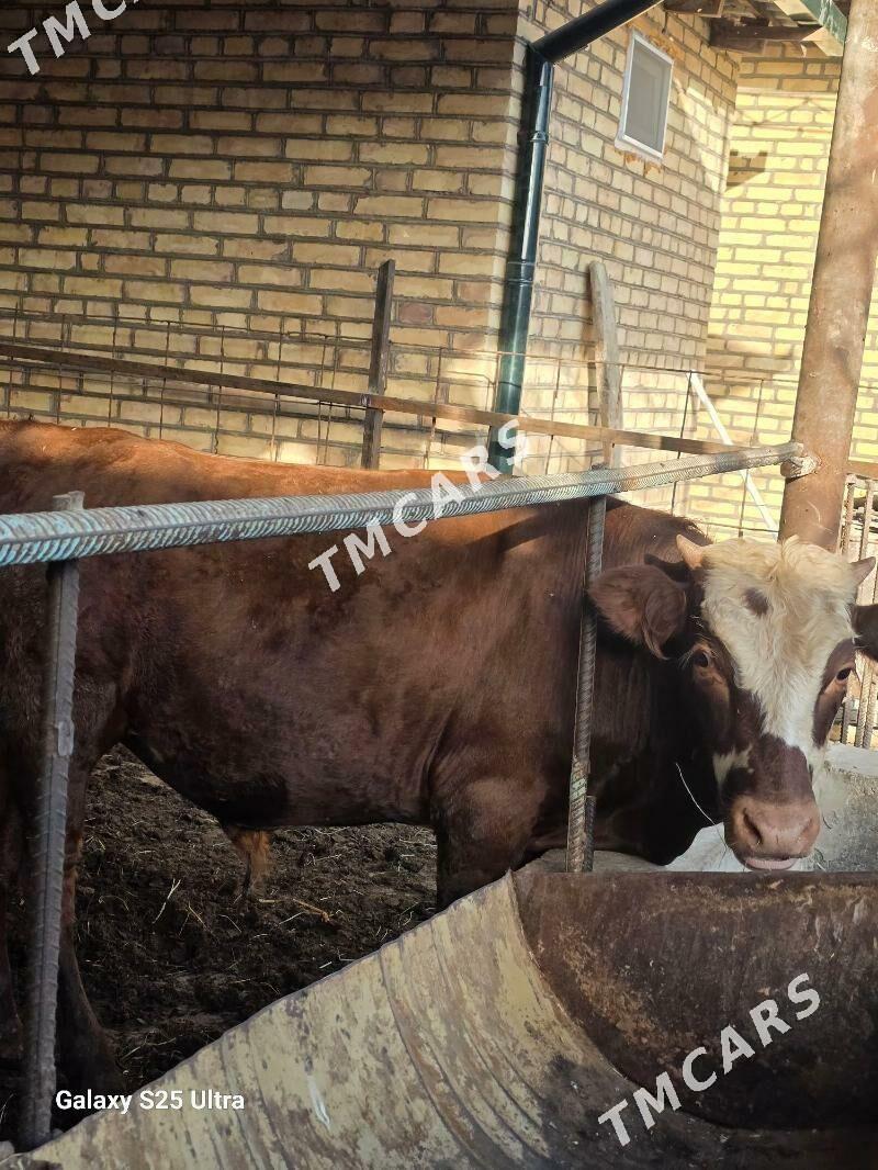 Okizler - Туркменабат - img 2