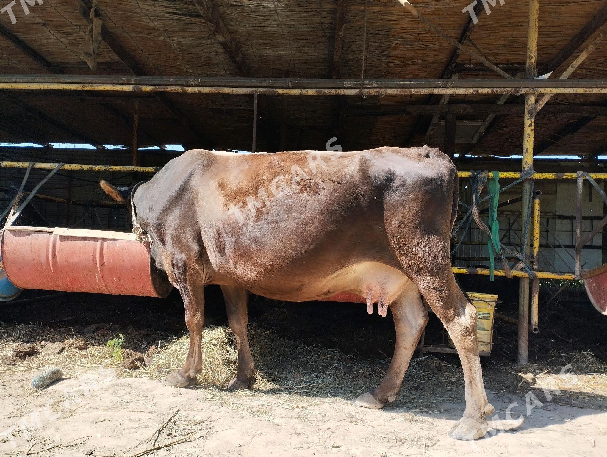 Bogaz sygyr - Wekilbazar - img 3