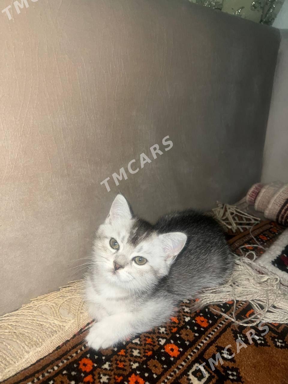 Шотландские котята - Ашхабад - img 2
