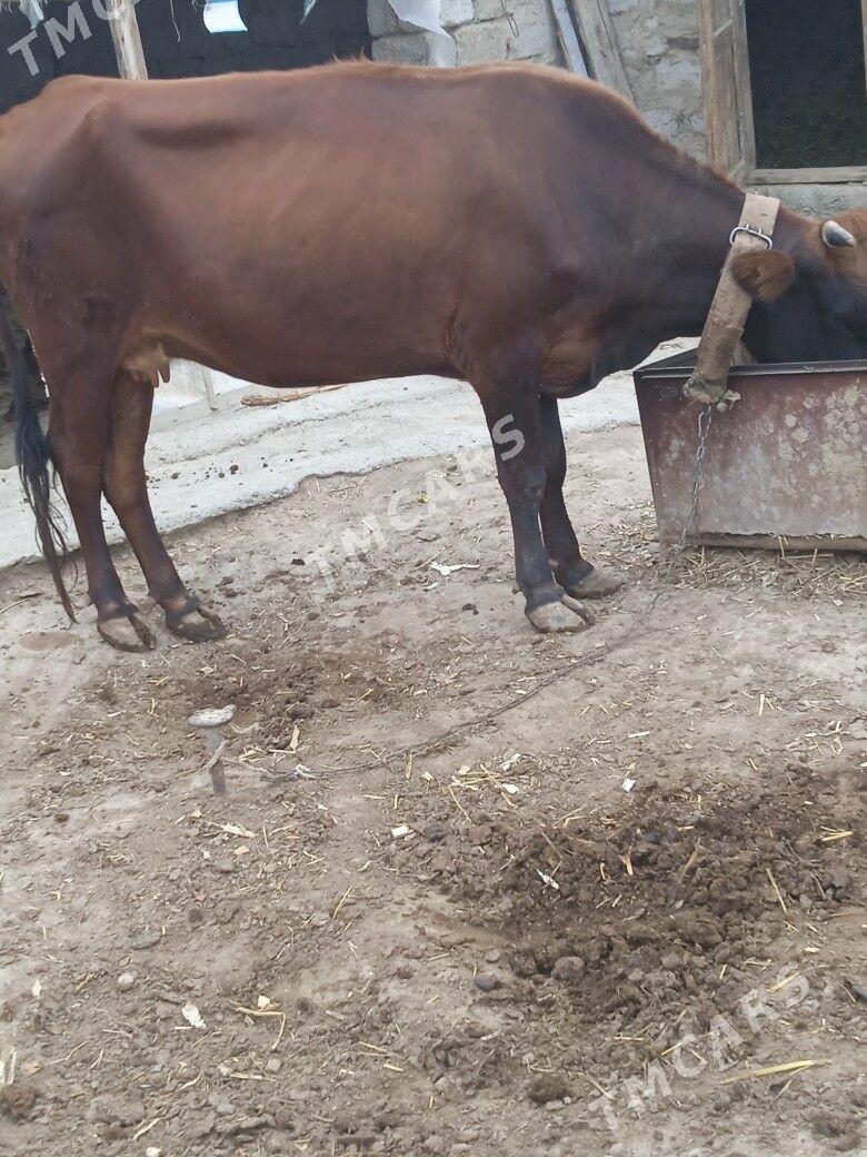 gysyr sygyr - Büzmeýin - img 1