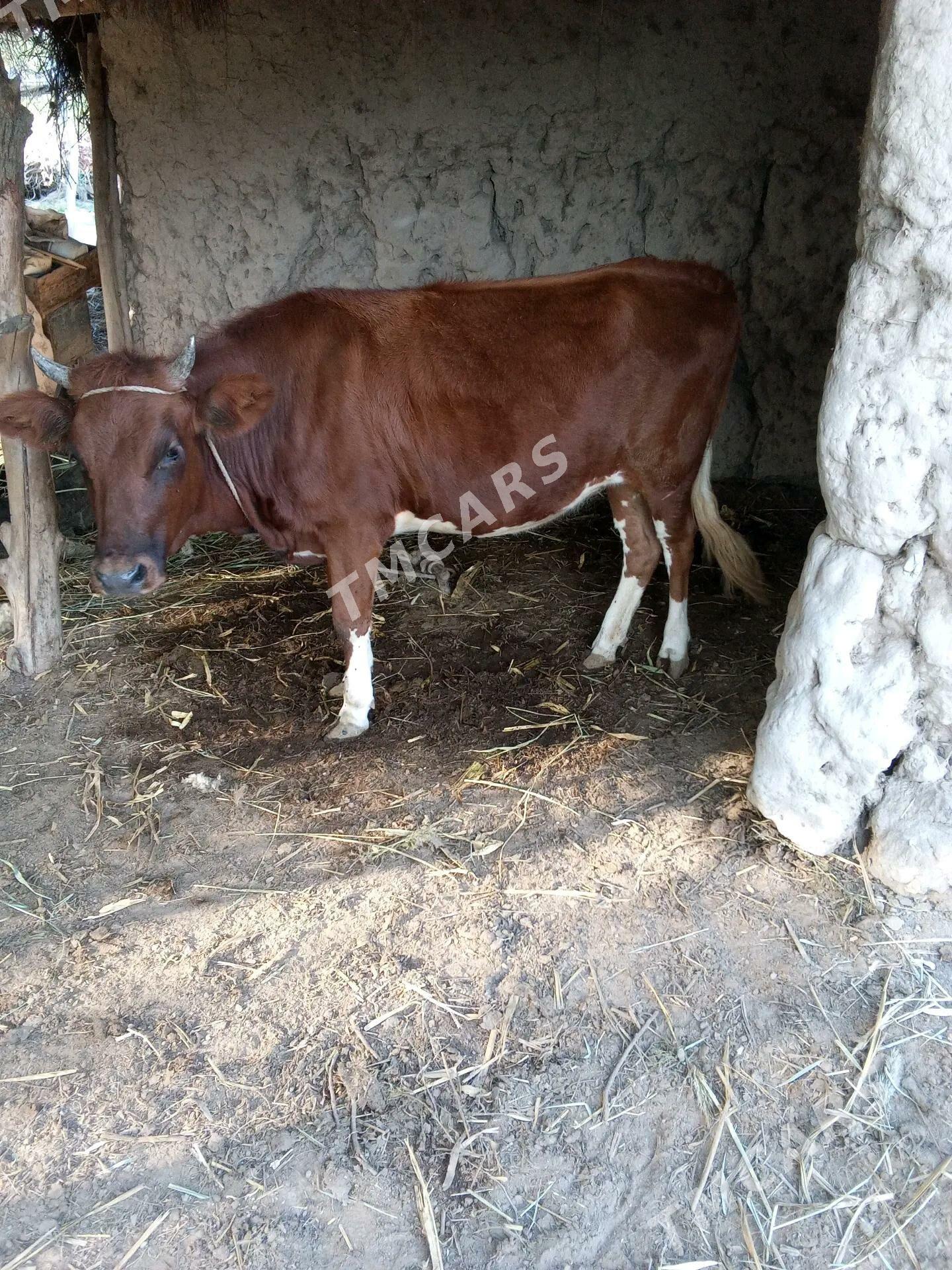 Gaçar - Köneürgenç - img 2