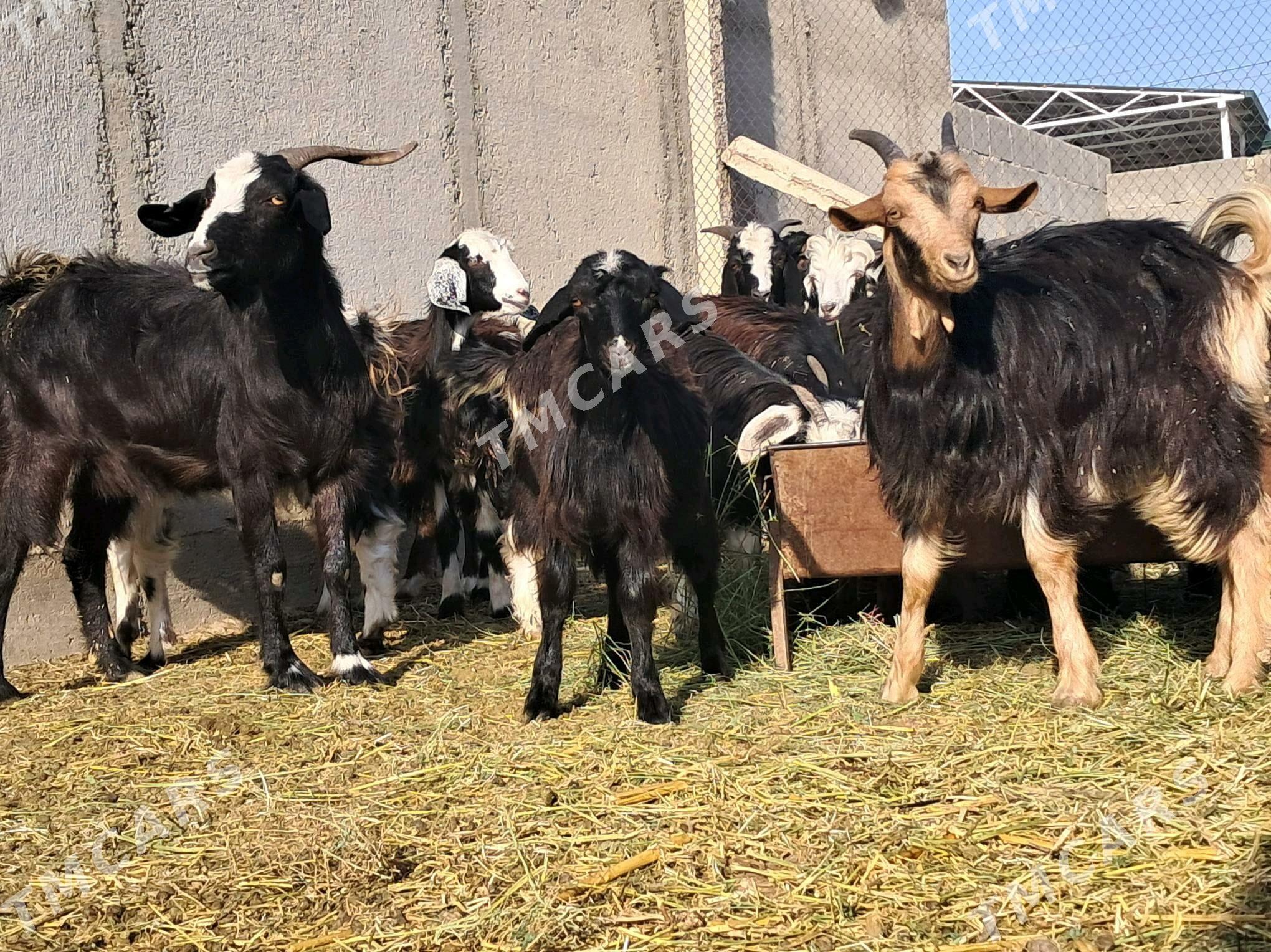 Çewişler - Gökdepe - img 3