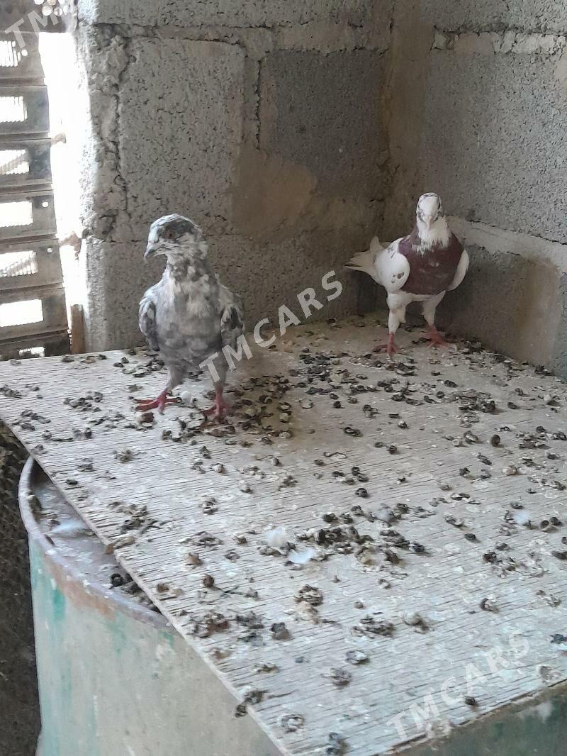 Kepderi - Gyzylarbat - img 3