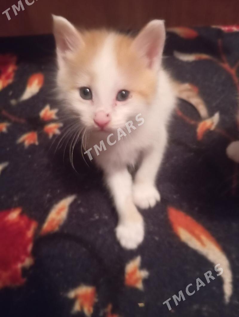 котята - Бузмеин - img 4