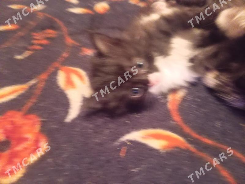 котята - Бузмеин - img 6