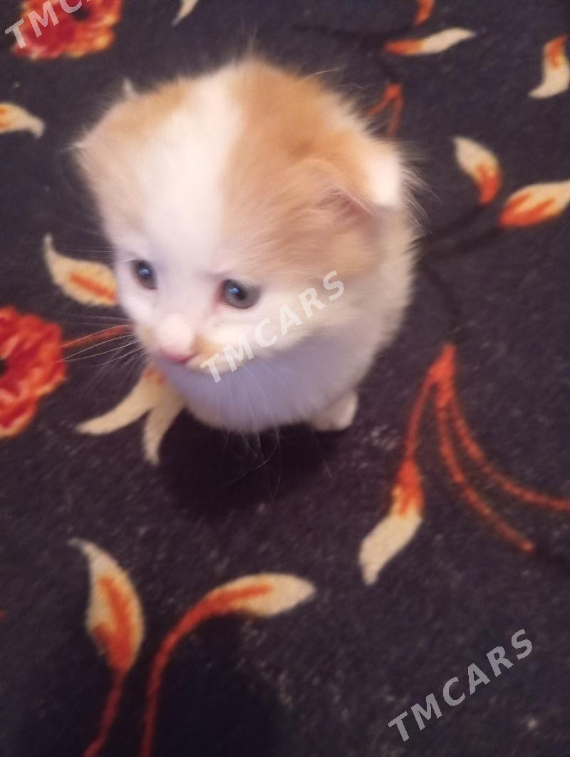котята - Бузмеин - img 2