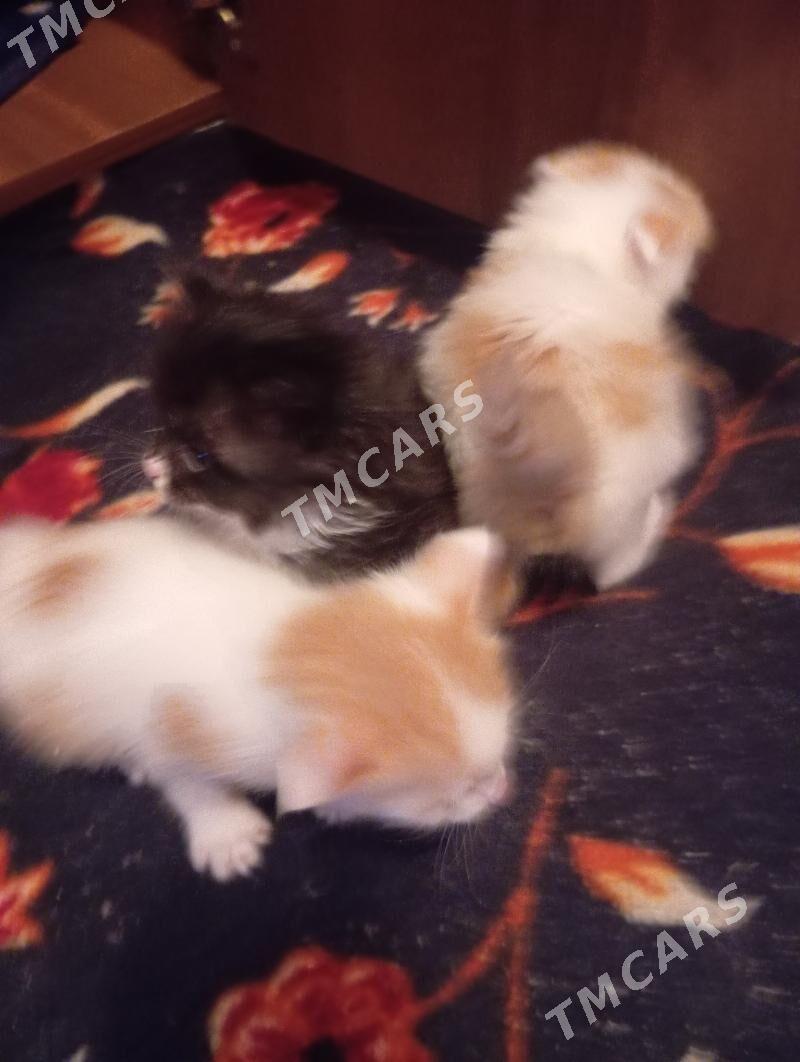 котята - Бузмеин - img 5
