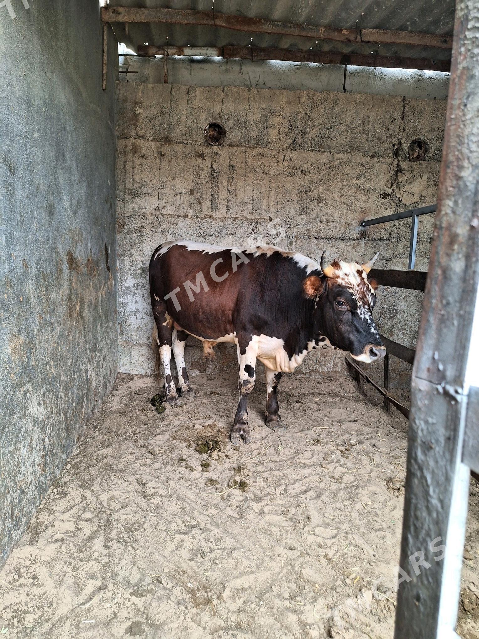 Okuz - Büzmeýin - img 3
