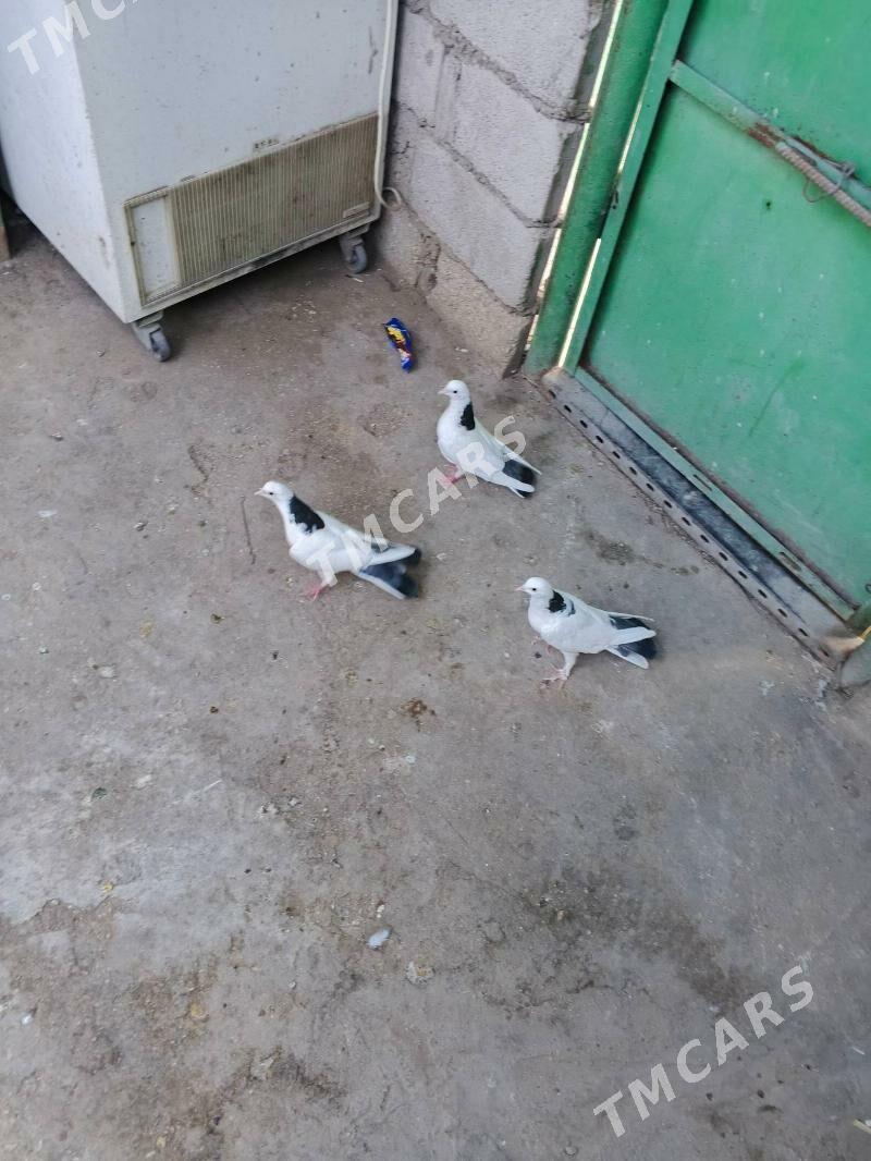 kepderi - Balkanabat - img 2