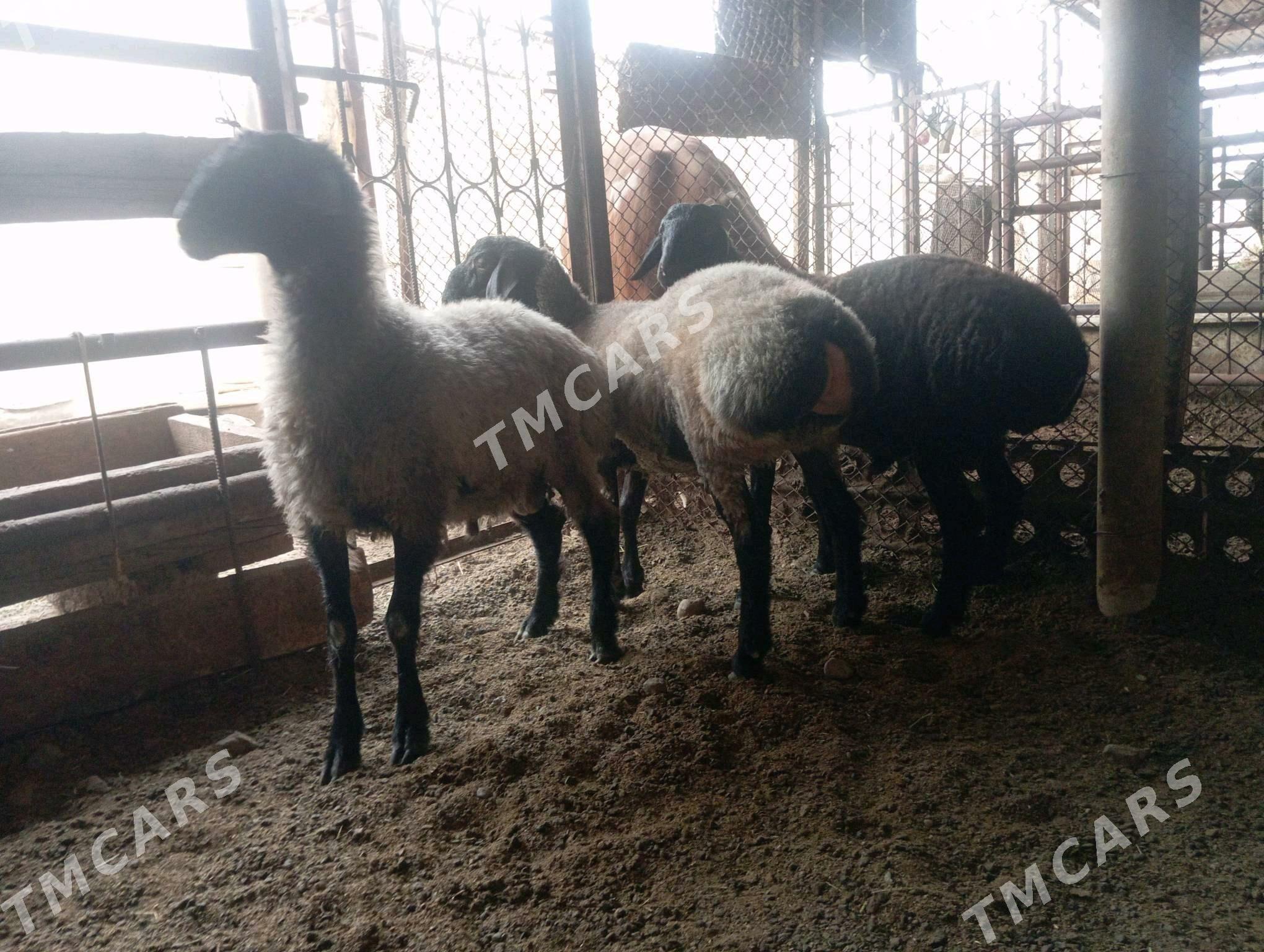 Işşek goç - Бузмеин - img 2