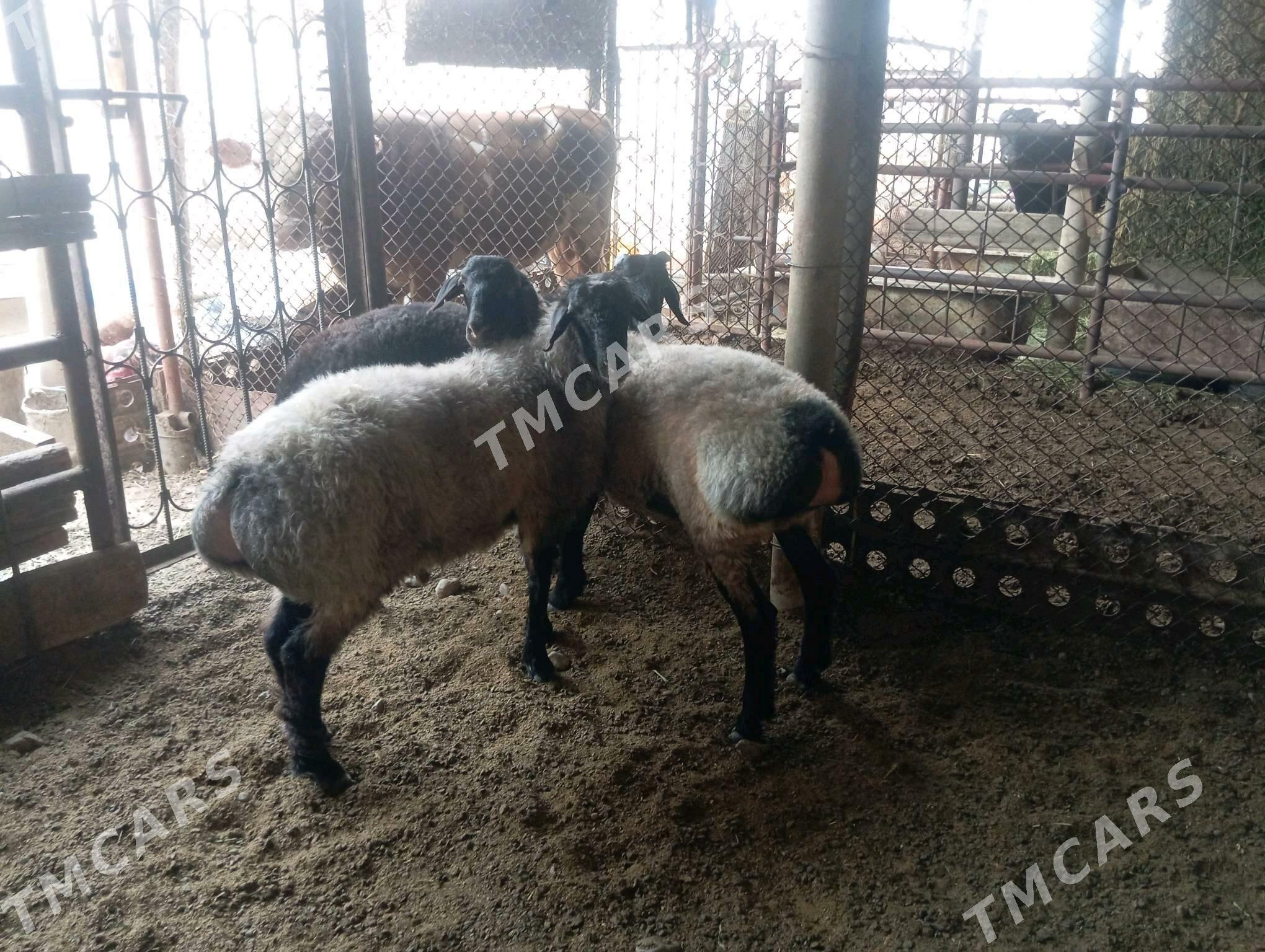 Işşek goç - Бузмеин - img 3