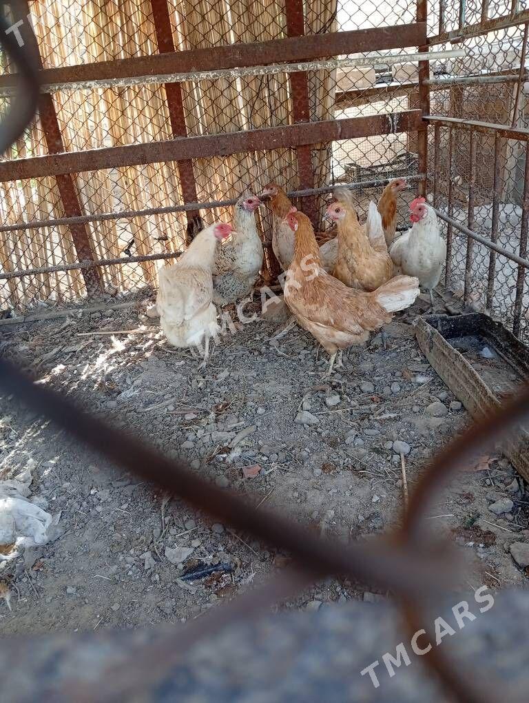 10 aylyk towuklar - Wekilbazar - img 2