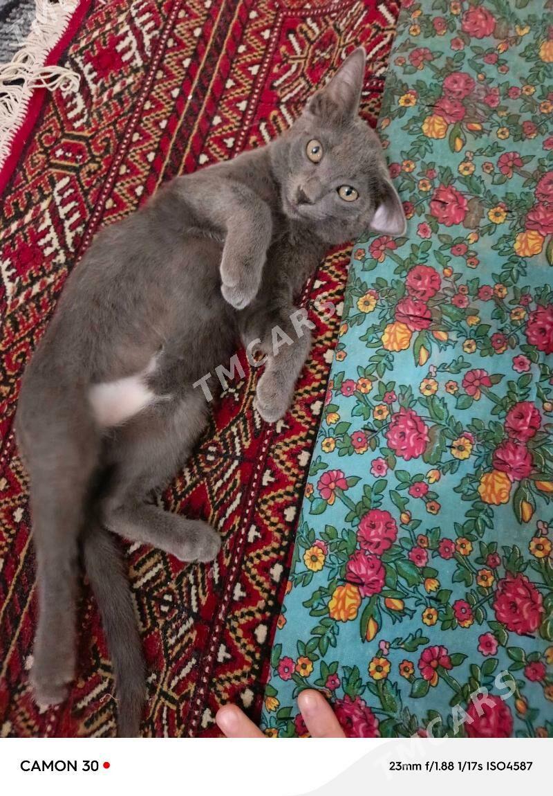 piśik котикь - Кëши - img 2