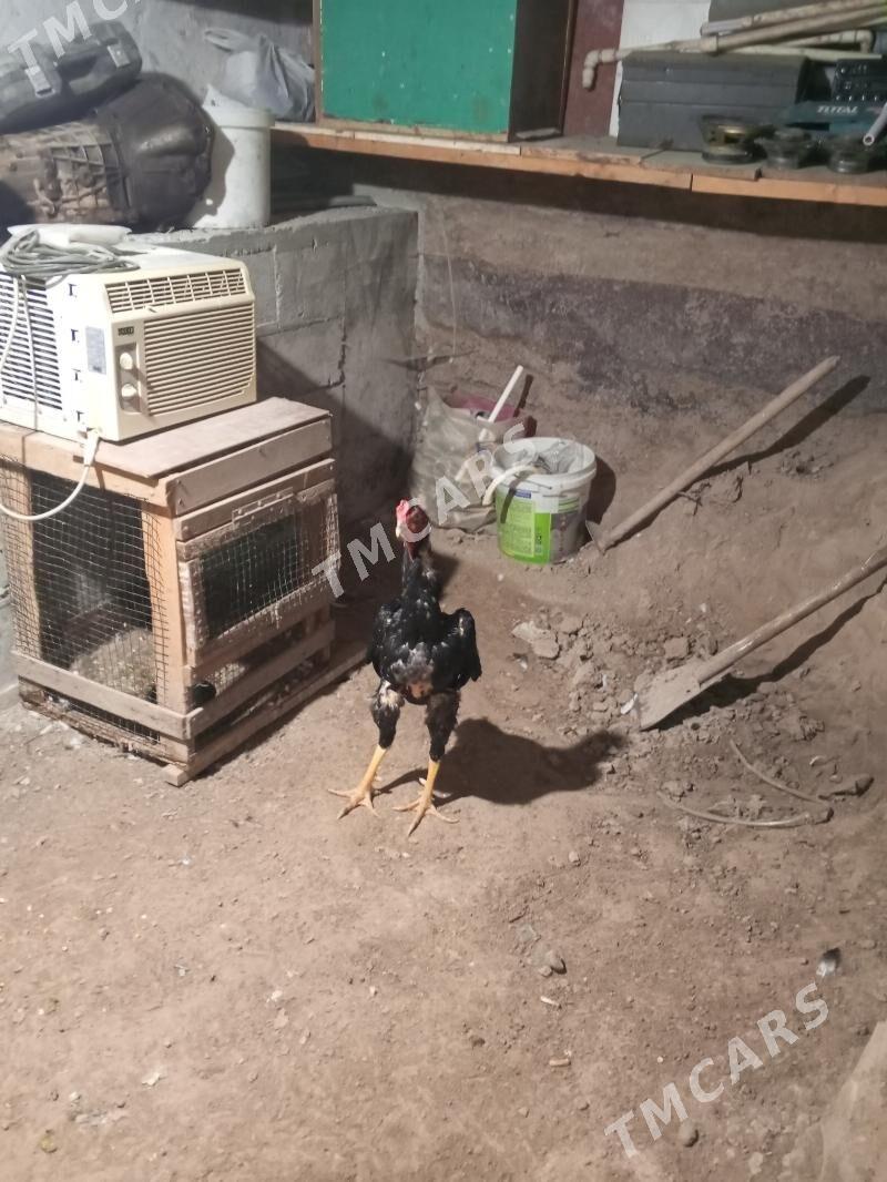 озбек - Çärjew - img 2