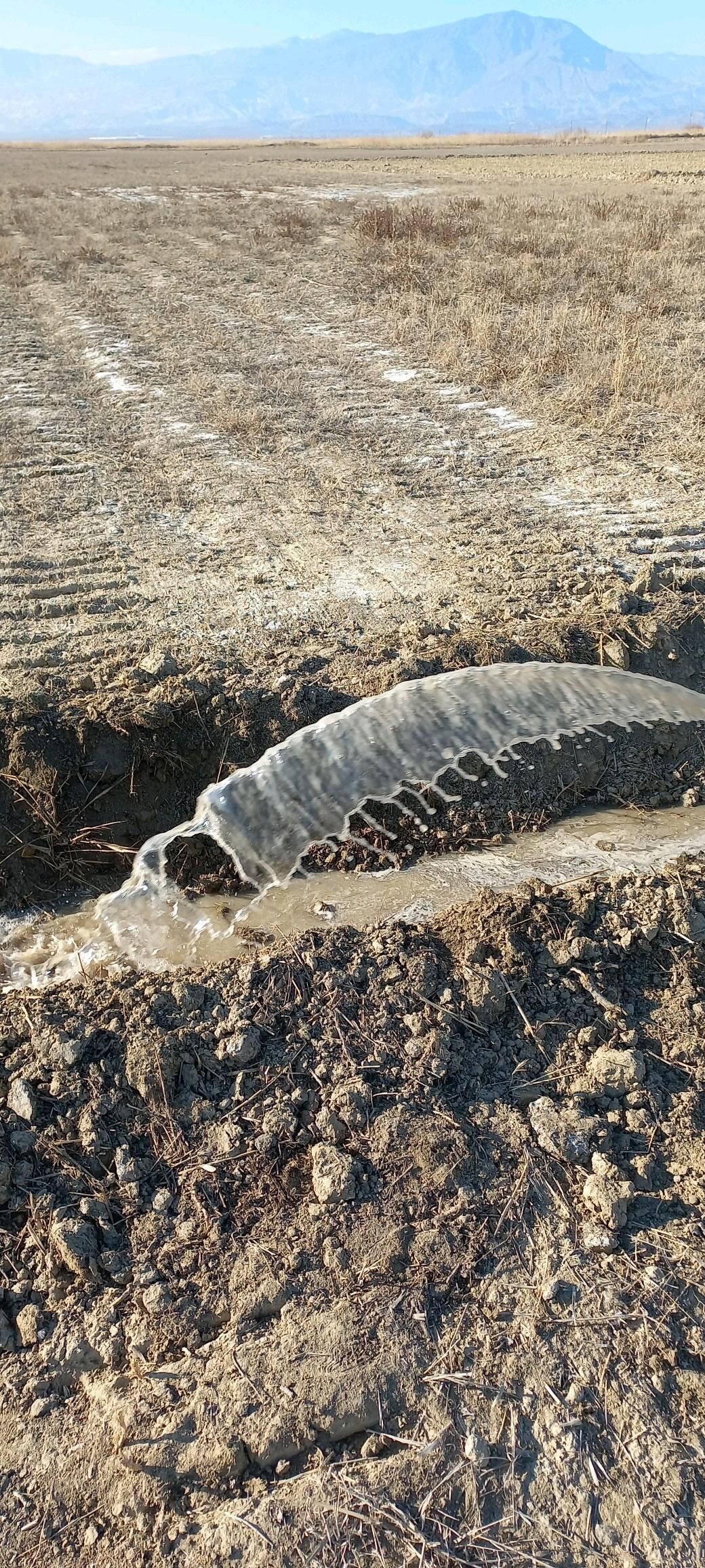 Guyy gazyas - Бахарден - img 6