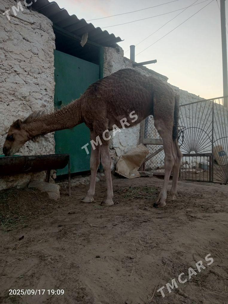 Dùýe kòşekli - Jebel - img 2