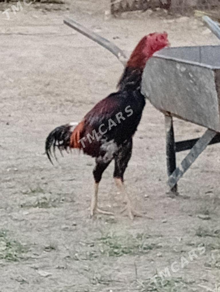 baýsy horaz - Baýramaly - img 2