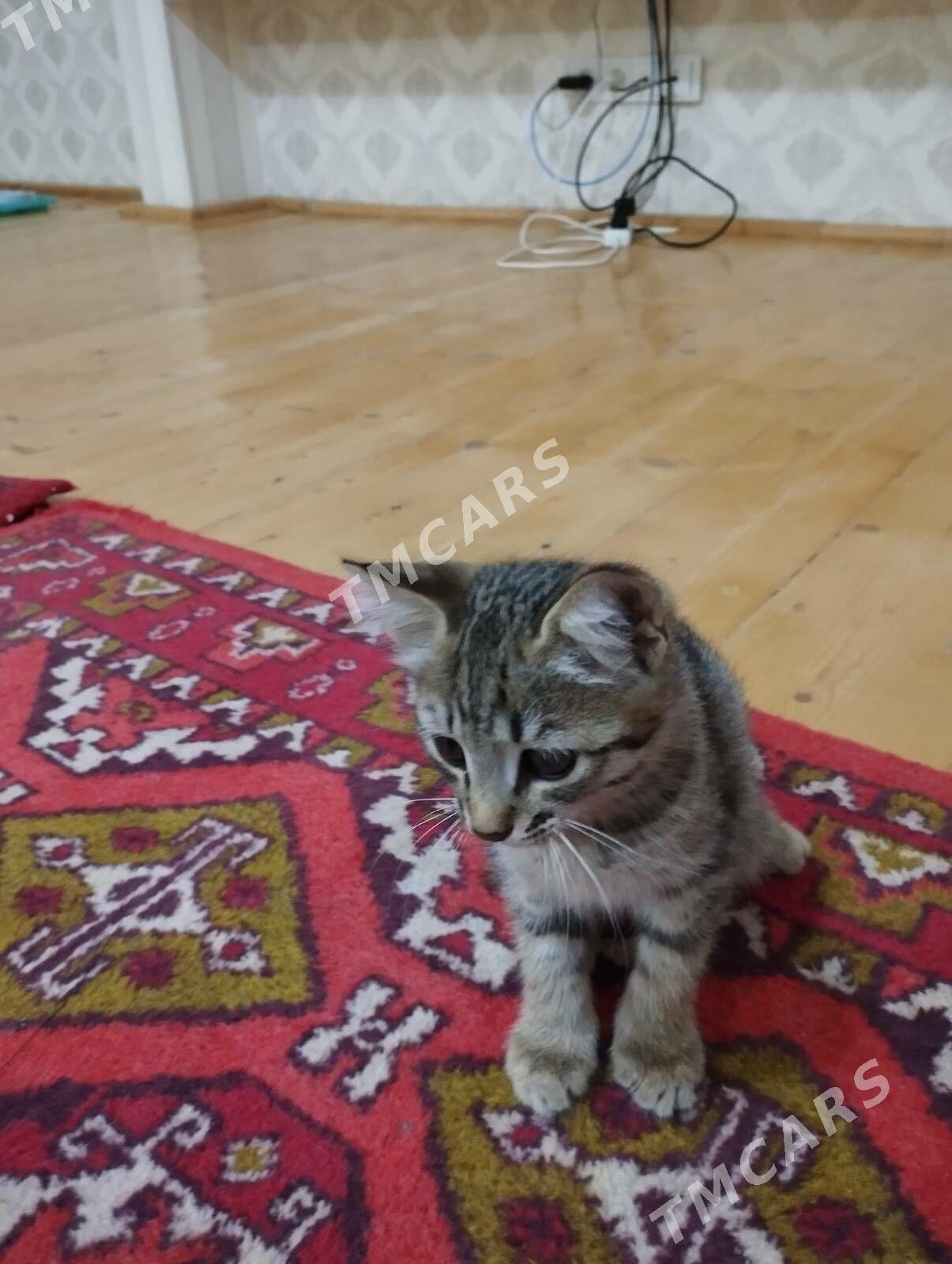 Котята - Дашогуз - img 7
