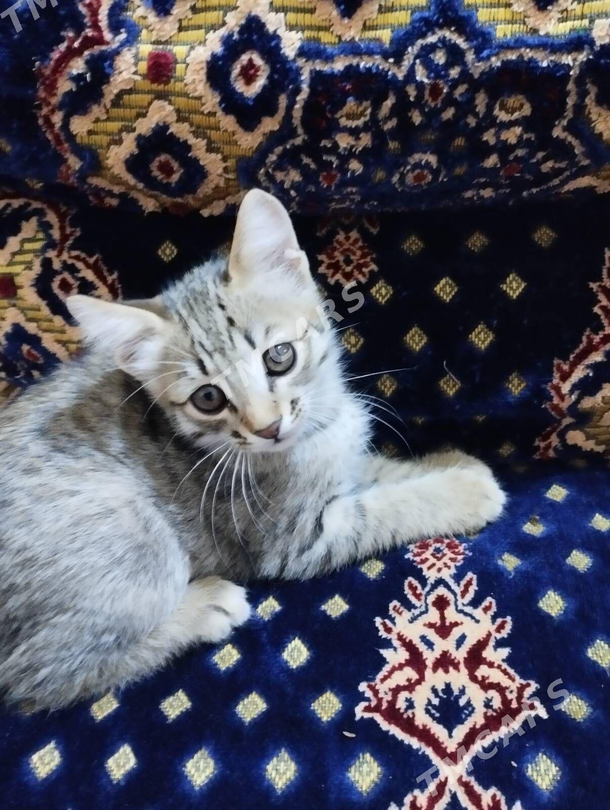Котята - Дашогуз - img 6