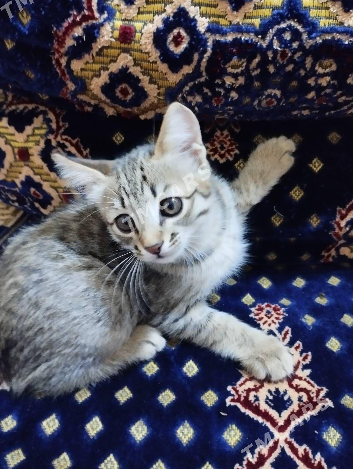 Котята - Дашогуз - img 4