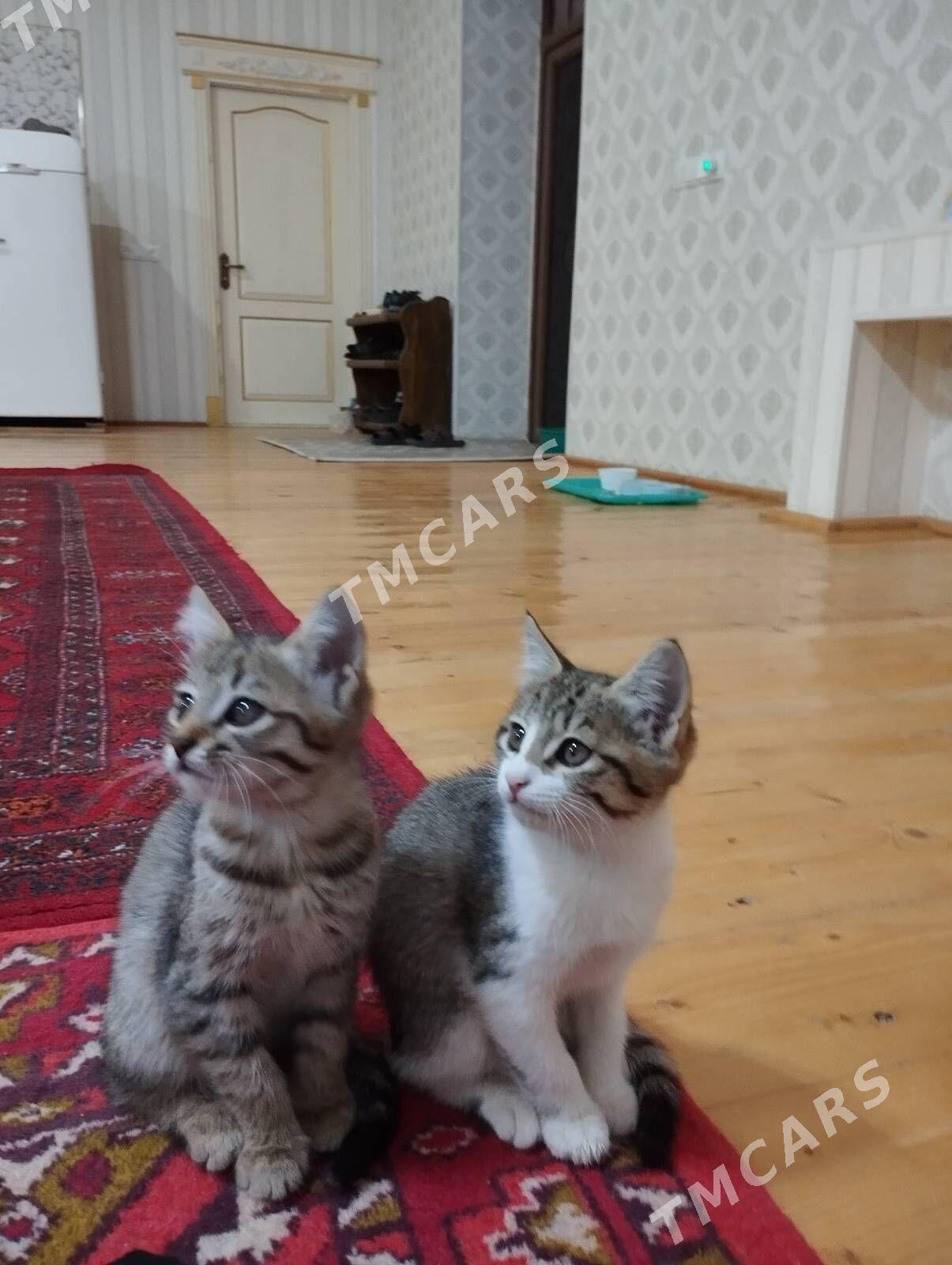 Котята - Дашогуз - img 3