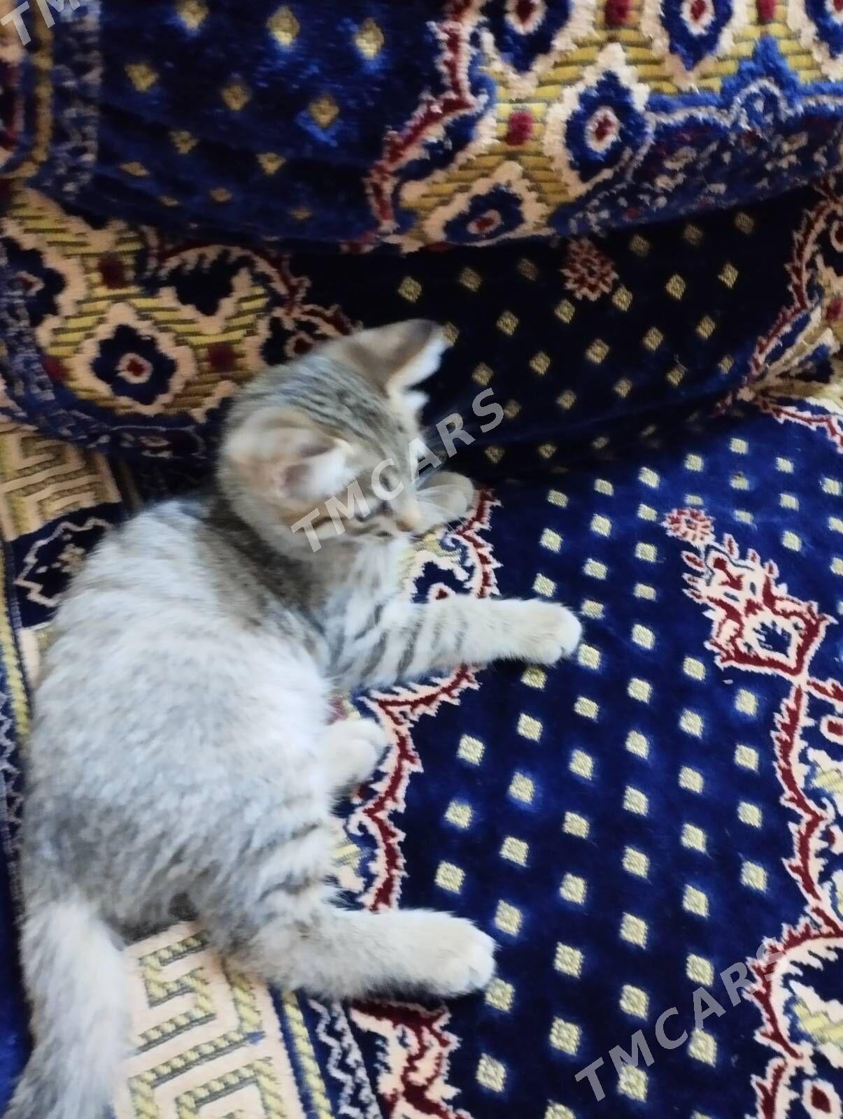 Котята - Дашогуз - img 8