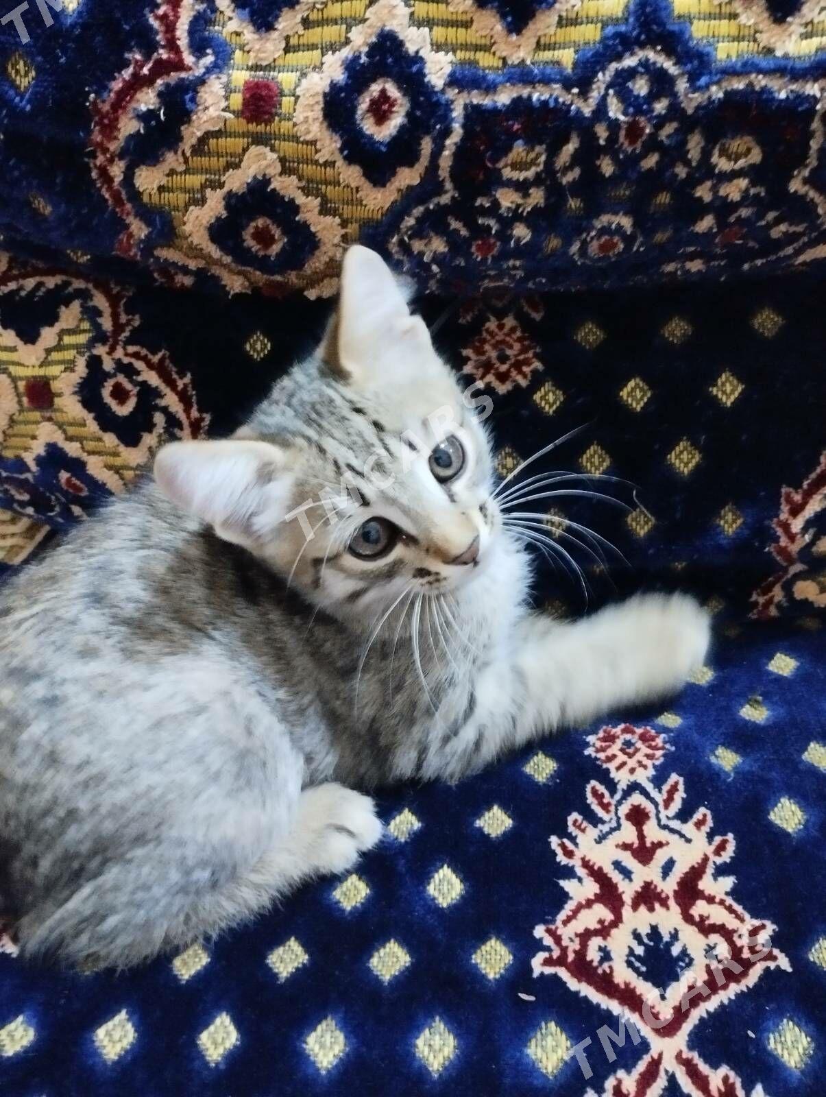 Котята - Дашогуз - img 5