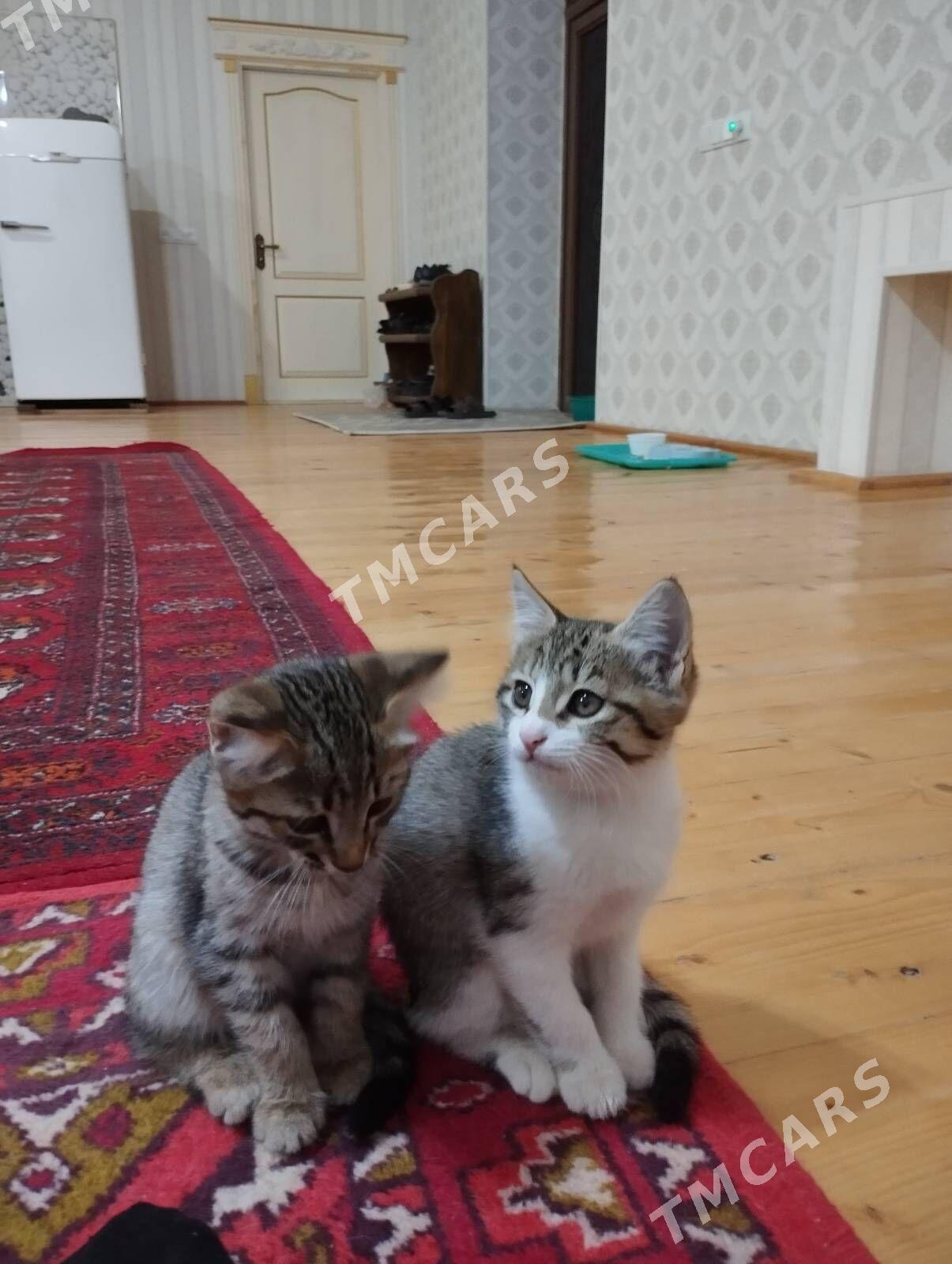 Котята - Дашогуз - img 2