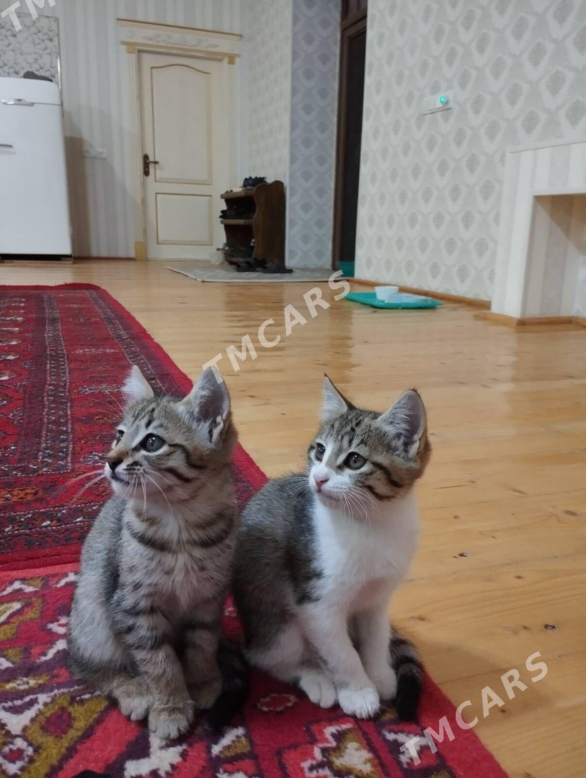 Котята - Дашогуз - img 9