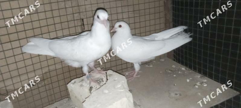 kepderi - Şatlyk - img 6