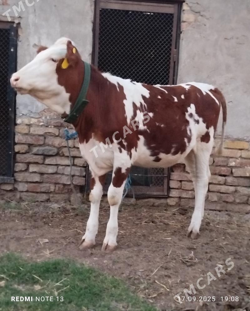 Smental fleckvieh unajyn - Türkmenabat - img 2