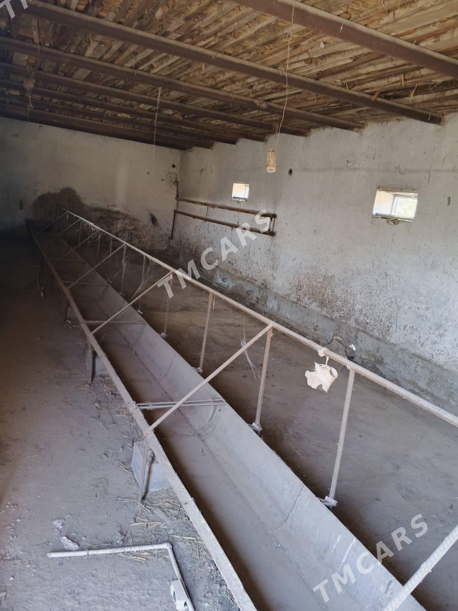 satlyk jay - Daşoguz - img 1