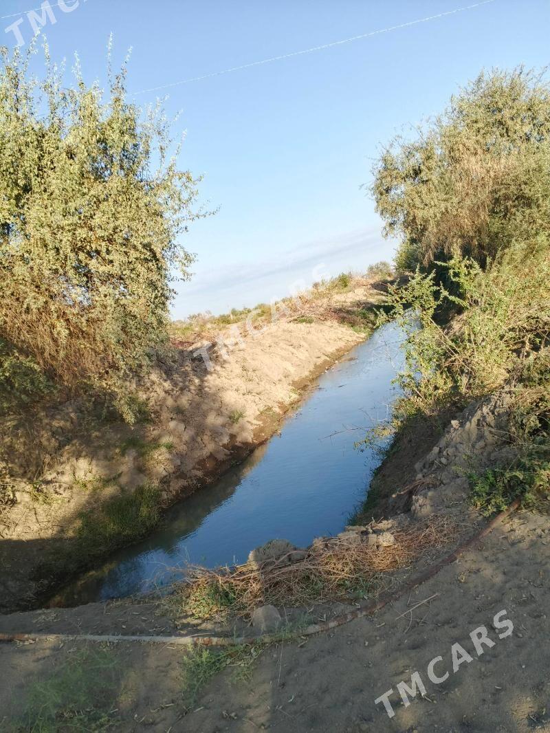 satlyk jay - Daşoguz - img 8