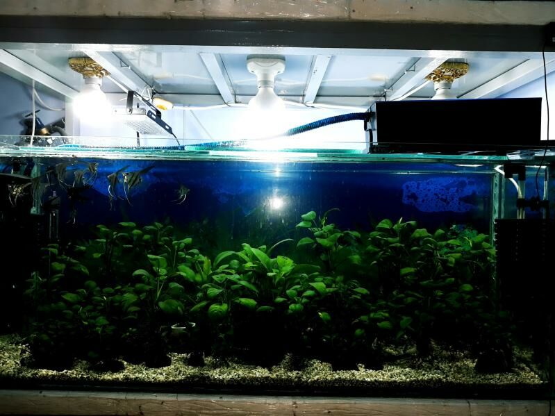 ANUBIAS - Туркменабат - img 4