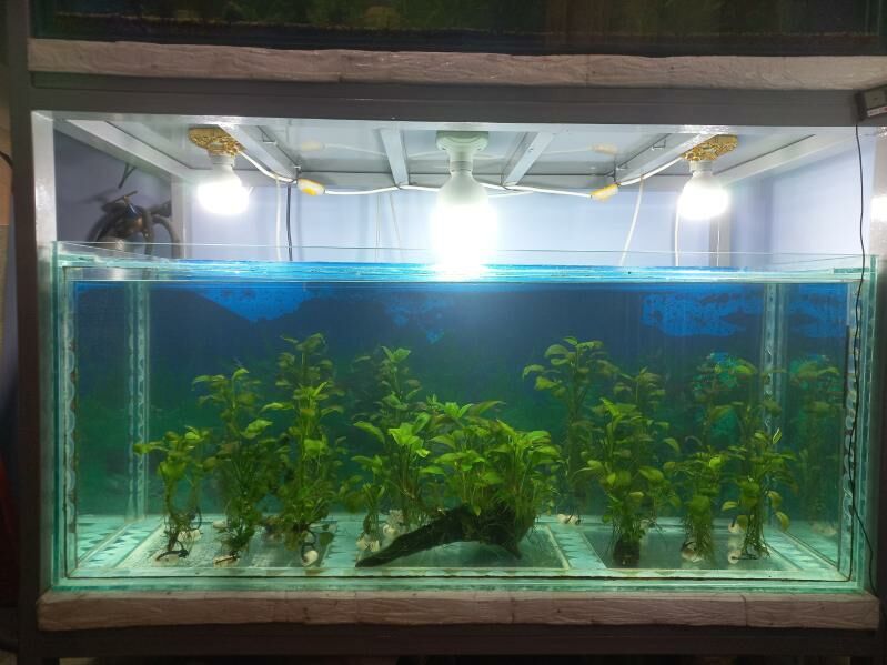ANUBIAS - Туркменабат - img 3