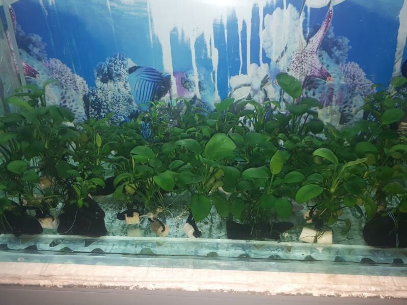 ANUBIAS - Туркменабат - img 5