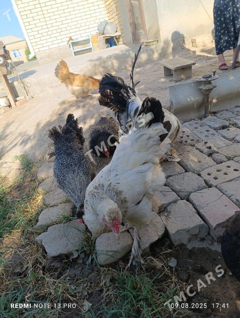 Arassaja elin towuklar - Мары - img 2