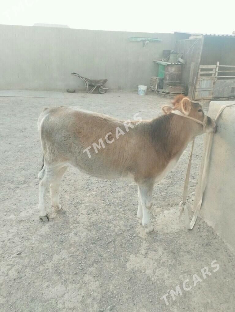 gacar - Türkmenbaşy - img 2
