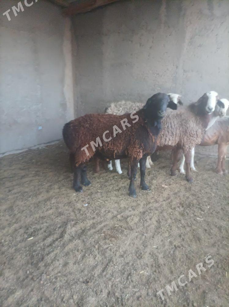 goc gisar - Sarahs - img 2