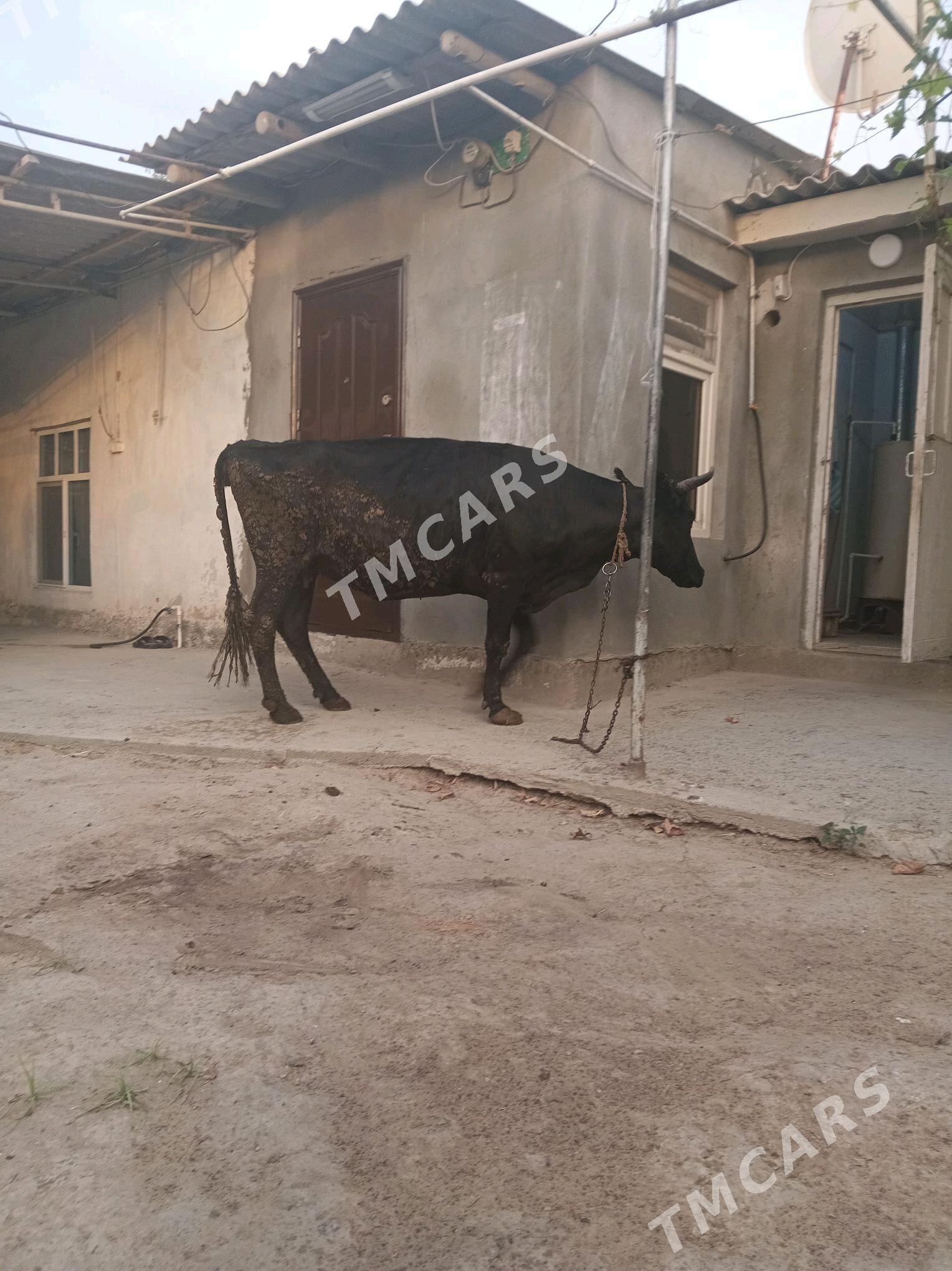 Богоз сигир - Aşgabat - img 6
