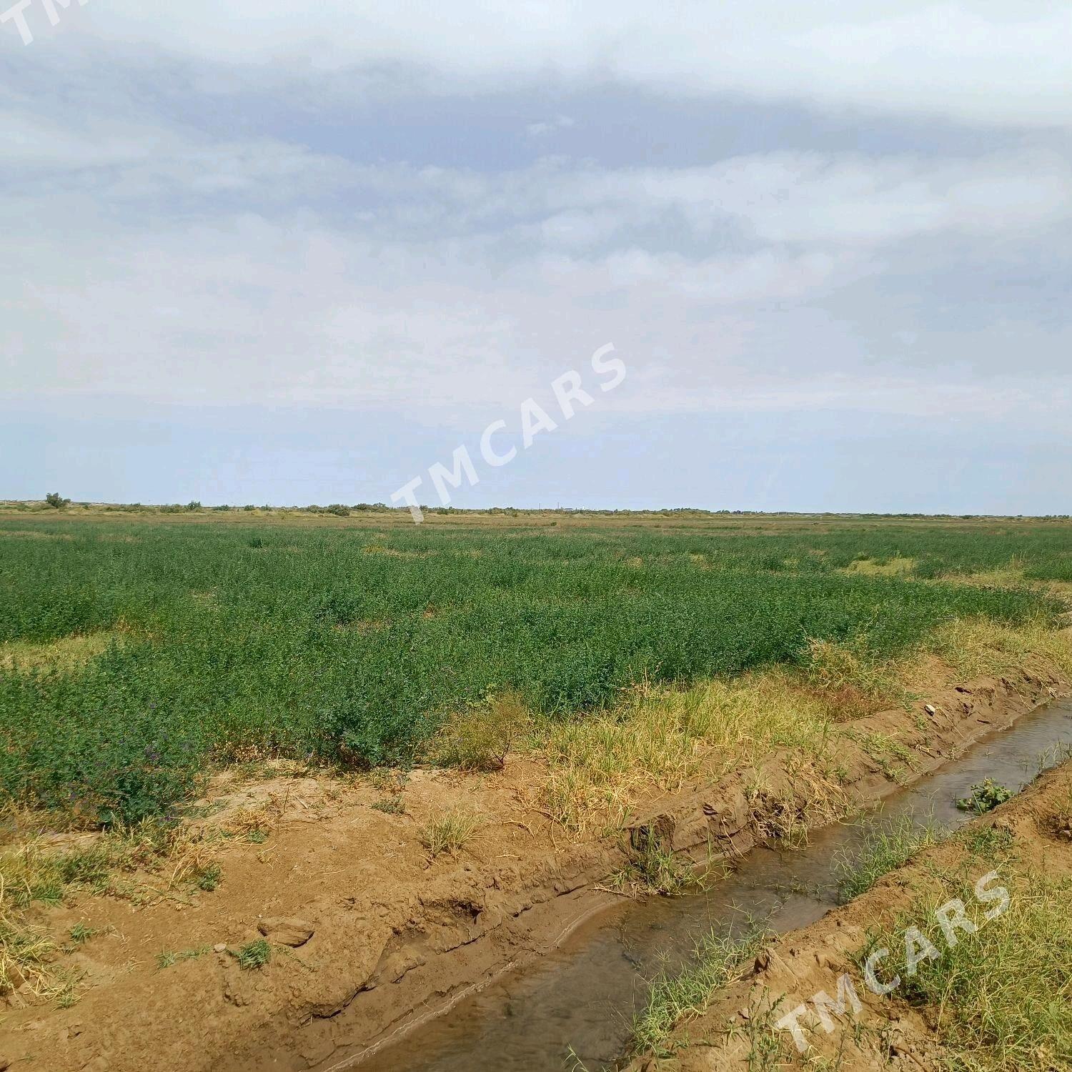 ekin ýer - Ak bugdaý etraby - img 2