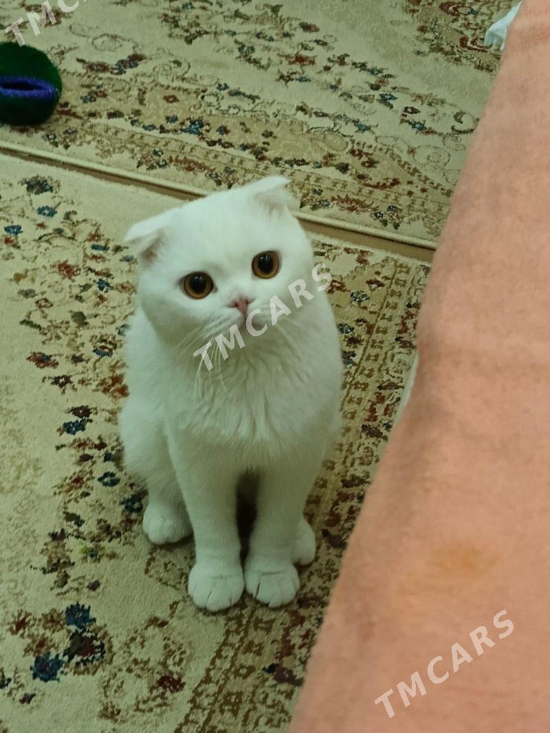кот для вязки - Mary - img 2