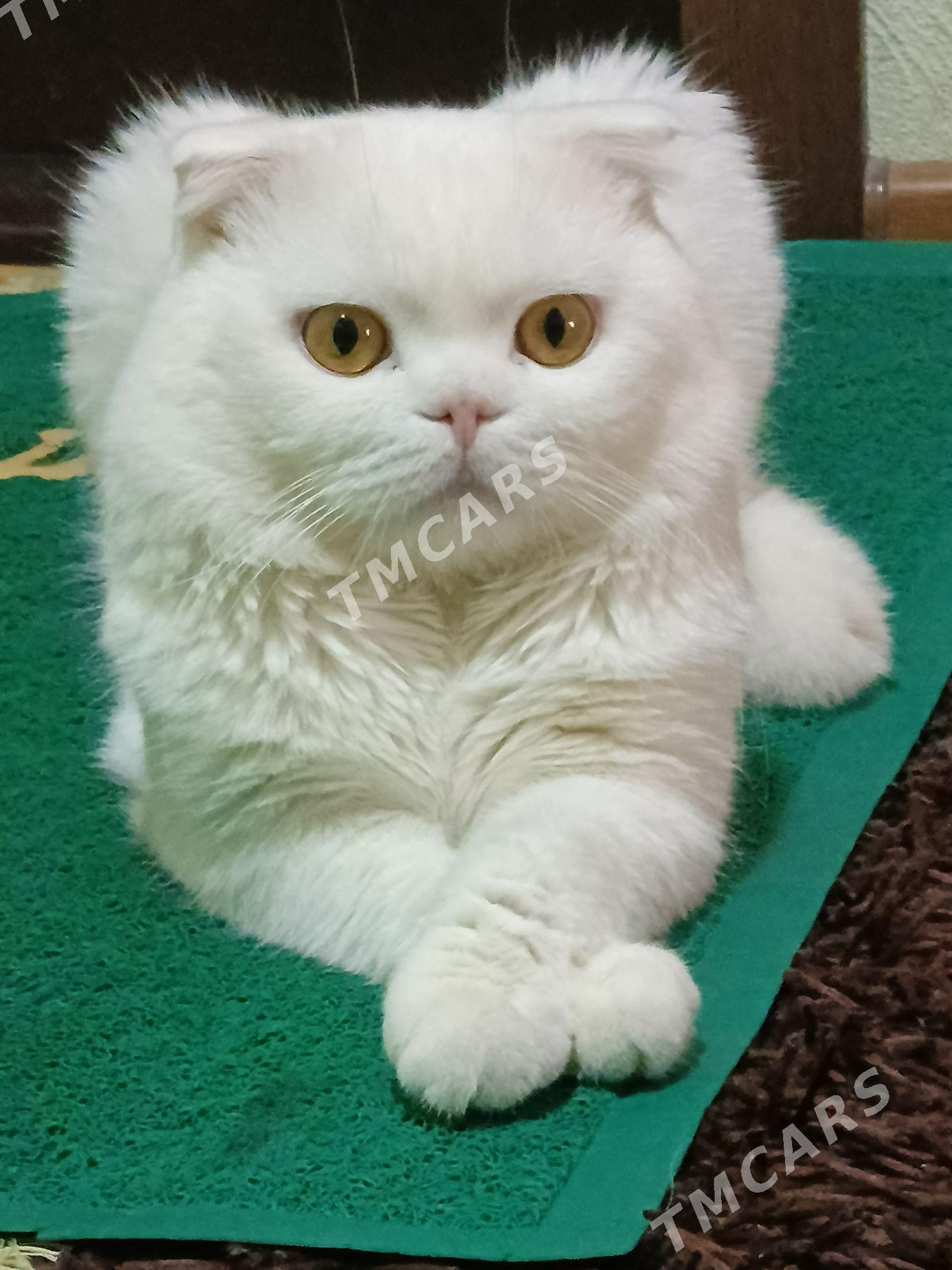кот для вязки - Mary - img 3
