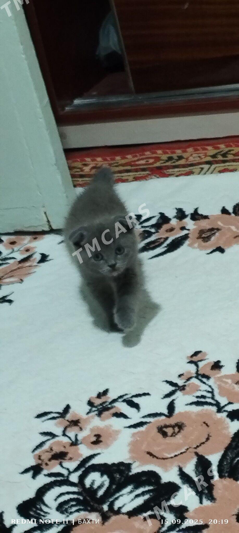 британский веслоухий - Türkmenabat - img 2